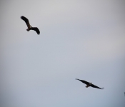 2013 03 23 RedWing 013